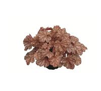 Heuchera Grelot "Frosted Flame" dans un pot de 12 cm Qualité jardinier 12 cm