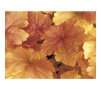 Heuchera - Jupon violet « Créme Brúllée » - résistant à l'hiver dans un pot 12 cm de qualité jardinier de fleurs sanglier - 12 cm