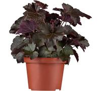 Heuchera micrantha Black Beauty® Clochettes pourpres argentées « Black Beauty » en pot de 12 à 12 cm