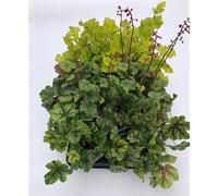 Heuchera Mix Lot de 6 pots de 12 cm de diamètre avec clochettes de pourpre, résistants à l'hiver, qualité de jardinage de fleurs Eber Vert