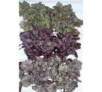 Heuchera Mix Lot de 6 pots de fleurs Eber de 12 cm Gris argenté/grelots pourpre