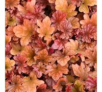 Heuchera Peach Flambe, une plante vivace à fleurs résistante en pot pour l'extérieur.