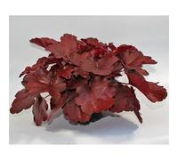 Heuchera Royal Ruby - Jupon en pot résistant à l'hiver 12 cm - Qualité jardinier de fleurs - 12 cm