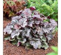 Heuchera Silver Scrolls Coral Bells est une plante vivace robuste, prête à être plantée dans un jardin extérieur.