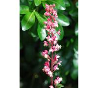 Heuchere paris' taille du pot - en pot de 3 litres