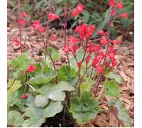 Heuchere sanguinea Coral Petite