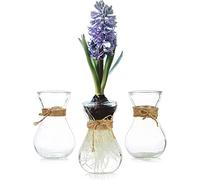 Hewory Lot de 3 Petits vases en Verre Transparent avec Ficelle pour Forcer la Culture des bulbes de Jacinthe d'avocat et Petits vases à Fleurs pour Centre de Table de Mariage, Maison de décoration