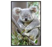 Hexoa Affiche encadrée Animal Koala au Regard attendrissant - Made in France - 40x60