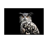 Hexoa Affiche encadrée Canard Graphique - Made in France - 60x40