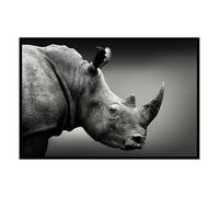 Hexoa Affiche encadrée rhinocéros en Noir et Blanc - Made in France - 60x40