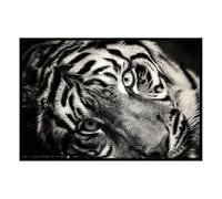 Hexoa Affiche encadrée Tigre Noir et Blanc - Made in France - 60x40