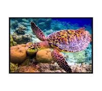 Hexoa Affiche encadrée Tortue Marine sous l’Eau - Made in France - 60x40