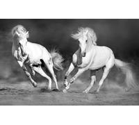 Hexoa Tableau Cheval camarguais Noir et Blanc, 80x50cm - Made in France - 80x50
