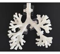 HGAYUBDV Cadeau médical, modèle d'entraînement à la bronchoscopie, modèle d'anatomie d'arbre bronchique en résine, ensemble de fibres bronchiques pour enseignement des médecins, apprentissage des