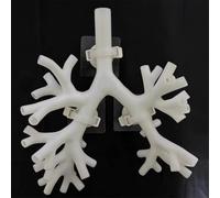 HGAYUBDV Cadeau médical, modèle d'entraînement à la bronchoscopie, modèle d'anatomie d'arbre bronchique en résine, ensemble de fibres bronchiques pour enseignement des médecins, apprentissage des