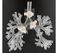 HGAYUBDV Cadeau médical, modèle d'entraînement à la bronchoscopie, modèle d'anatomie d'arbre bronchique en résine, ensemble de fibres bronchiques pour enseignement des médecins, apprentissage des