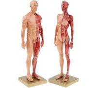 HGAYUBDV Modèle Anatomique de crâne et de Corps Humain en résine de 30 cm, échelle 1/6, représentant Un Homme et Une Femme. Modèle Musculaire et osseux à l'échelle 1/6, Couleur Rouge,