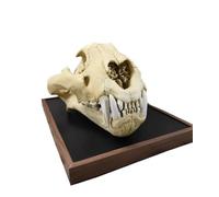 HGAYUBDV Modèle de crâne animal, os d'animaux réalistes, squelette de dents naturelles pour la maison, décoration de collection, fête d'Halloween (tigre)