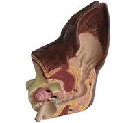 HGAYUBDV Modèle d'oreille Canine, modèle d'anatomie d'oreille de Chien à 2 côtés, santé Normale et Oreille pathologique infectée, modèle d'enseignement d'équipement vétérinaire Familial.