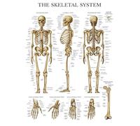 HGETJOHXEM Bones of The Human Body Poster - Complete Skeletal System Anatomy Chart with Muscle Attachments, for Students & Teachers Reference(Framed,08x12inch(20x30cm))