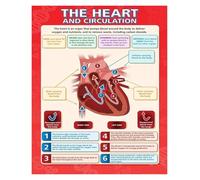 HGETJOHXEM Human Heart Anatomy Poster - Circulatory System Educational Chart, Science Classroom Wall-Art for Biology & Health Class(Framed,12x18inch(30x45cm))