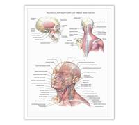 HGETJOHXEM Muscular Anatomy Head and Neck Poster Human Anatomical Physiology Art Wall Decor for Dorm Laboratory Hospital(Unframed,16x24inch(40x60cm))