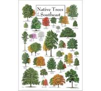 HGETJOHXEM Native Trees of the Southeast Identification Poster, Loblolly Pine Live Oak Magnolia Educational Chart, Vintage Wall Art for Classroom Study Room Decor(Framed,08x12inch(20x30cm))