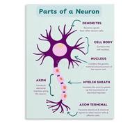 HGETJOHXEM Neuron Connection Poster Synaptic Transmission Educational Art Living Room Wall Print(Framed,08x12inch(20x30cm))