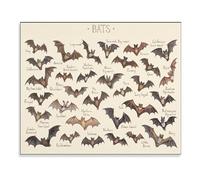 HGETJOHXEM Old School Bat Biology Poster, Guide to Common Bats of North America, Scientific Illustration Wall Art for Nature Lovers Home (Unframed,08x12inch(20x30cm))