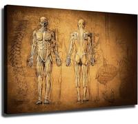 HGETJOHXEM Vintage Anatomy Wall-Art Canvas Prints Human Muscle Skeleton Chart Scientific Illustration Poster for Room Aesthetics Kitchen Living Room Bedroom Office Decor(Framed,16x24inch(40x60cm))