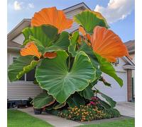 HGJKYTFCDG Acheter des oreilles d'éléphant - Variétés à longue floraison pour un jardin élégant et un balcon moderne, facile à cultiver - 4Pcs-E