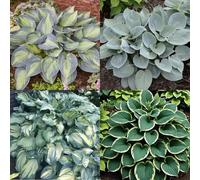 (HGJKYTFCDG) - Acheter les Funkies résistantes à l'hiver - Rhizomes de Funkia - Hosta - Véritables Funkies avec rhizomes, idéal pour acheter pour votre jardin - 4 pièces - I