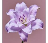 (HGJKYTFCDG) - Acheter les lys rustiques - Rhizomes de Lys - Acheter - Véritable lilium avec rhizomes, idéal pour acheter pour votre jardin - 8 pièces D