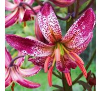 (HGJKYTFCDG) - Acheter les lys rustiques - Rhizomes de lys - Acheter - Véritable lilium avec rhizomes, idéal pour acheter pour votre jardin - 6 pièces-B