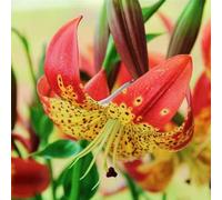 (HGJKYTFCDG) - Acheter les lys rustiques - Rhizomes de Lys - Acheter - Véritable lilium avec rhizomes, idéal pour acheter pour votre jardin - 10 pièces E