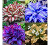 HGJKYTFCDG - Achetez les hostas résistants à l'hiver - Rhizomes de hosta - Acheter des hostas - Véritables hostas avec rhizome, idéal pour acheter pour votre jardin - Lot de 4 pièces