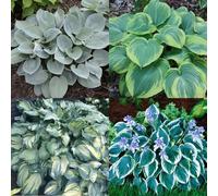 HGJKYTFCDG - Achetez les hostas résistants à l'hiver - Rhizomes de hosta - Acheter des hostas - Véritables hostas avec rhizome, idéal pour acheter pour votre jardin - Lot de 6 pièces - C