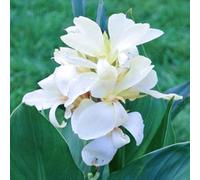 (HGJKYTFCDG) - Canna variétés résistantes au gel et résistantes au gel pour jardin et balcon, faciles à cultiver - 4 pièces - F