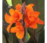 (HGJKYTFCDG) - Canna variétés résistantes au gel et résistantes au gel pour jardin et balcon, faciles à cultiver - 4 pièces - C
