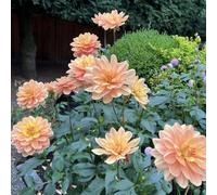 (HGJKYTFCDG) - Dahlias résistant à l'hiver - Acheter des dahlias et variétés résistantes au gel pour jardin et balcon, faciles à cultiver - 8 pièces-F