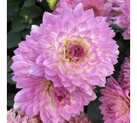 (HGJKYTFCDG) - Dahlias résistant à l'hiver - Acheter des dahlias - Véritables dahlias avec rhizomes, idéal pour acheter pour votre jardin - 10 pièces-B