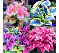HGJKYTFCDG - Hosta résistant à l'hiver - Véritables dahlias à rhizome, idéales à acheter pour votre jardin - 15 pièces - H