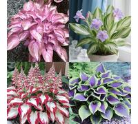HGJKYTFCDG - Hosta résistant à l'hiver - Véritables dahlias à rhizome, idéales à acheter pour votre jardin - 15 pièces - X