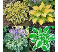 (HGJKYTFCDG) - Hosta résistant au froid - Véritable dahlias avec rhizomes, idéal pour acheter pour votre jardin - 15 pièces - G
