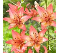 (HGJKYTFCDG) - Lys/lilium résistant à l'hiver - Acheter des lys - Variétés résistantes au gel pour jardin et balcon - 2 pièces - O