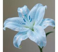 (HGJKYTFCDG) - Lys/lilium résistant à l'hiver - Acheter des lys - Variétés résistantes au gel pour jardin et balcon - 6 pièces-B