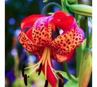 (HGJKYTFCDG) - Lys / lilium résistant à l'hiver - Véritable dahlias avec rhizomes, idéal pour acheter pour votre jardin - 8 pièces - G