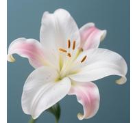 (HGJKYTFCDG) - Lys / lilium résistant à l'hiver - Véritable dahlias avec rhizomes, idéal pour acheter pour votre jardin - 8 pièces - F