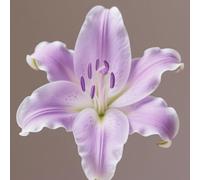 (HGJKYTFCDG) - Lys / lilium résistant au froid - Véritable dahlias avec rhizomes, idéal pour acheter pour votre jardin - 8 pièces-B