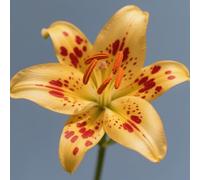 (HGJKYTFCDG) - Lys / lilium résistant au froid - Véritable dahlias avec rhizomes, idéal pour acheter pour votre jardin - 10 pièces D